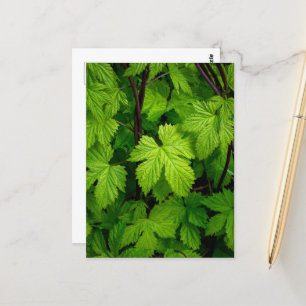 Green vines  postcard