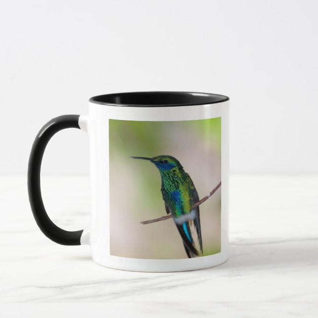 Green Violet-ear Hummingbird Mug (Left)