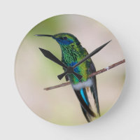 Green Violet-ear Hummingbird