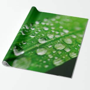 Green water leaf dew nature grass wrapping paper