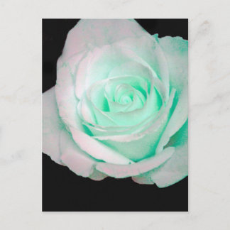 Green & White Rose... Postcard