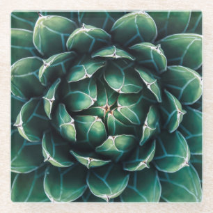 Green & White Succulent Glass Coaster