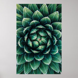 Green & White Succulent Poster