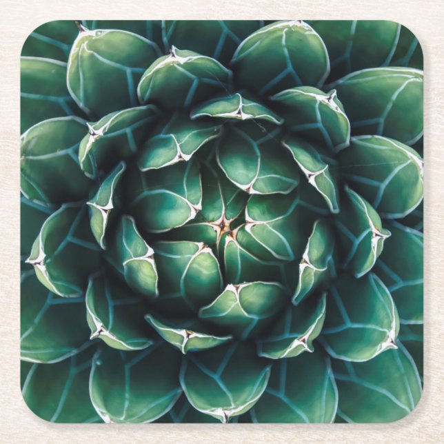 Green & White Succulent Square Paper Coaster (Front)