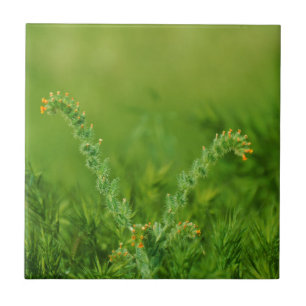 Green Wild Plant Tile