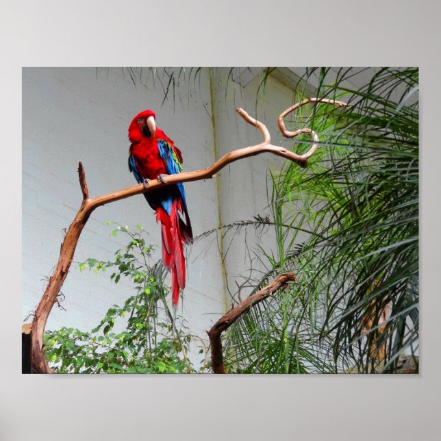 Green-winged Macaw #2 Poster (Front)