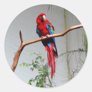 Green-winged Macaw #2 Stickers