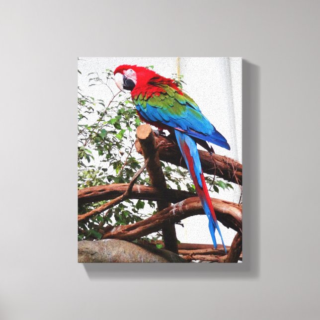Green-winged Macaw #3 Canvas Print (Front)