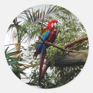 Green-winged Macaw #4 Stickers
