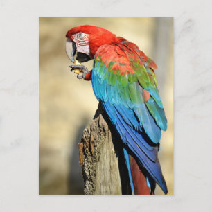Green-winged Macaw on perch Postcard