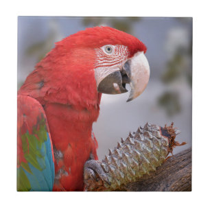 Green-winged macaw with pine cone tile