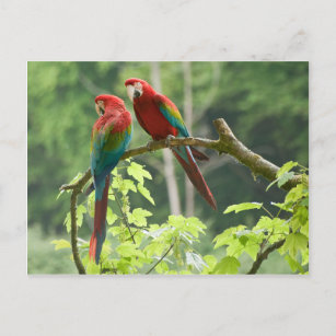 Green-winged Macaws Postcard