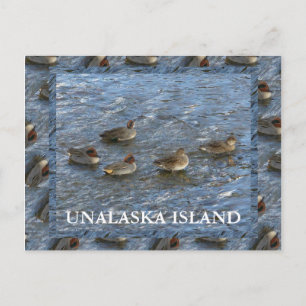 Green-winged Teal Ducks, Unalaska Island Postcard