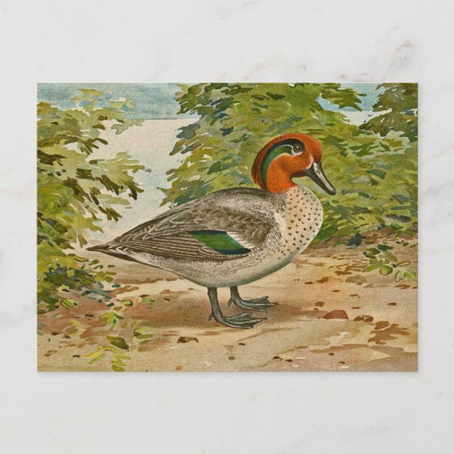 Green-winged Teal Illustration Postcard (Front)