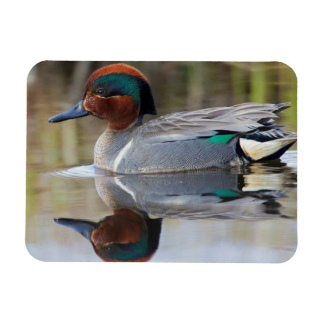 Green-winged Teal Magnet (Horizontal)