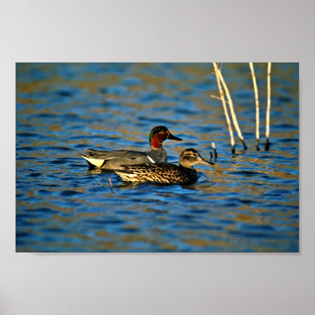 Green-winged teal -pair poster (Front)