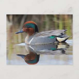 Green-winged Teal Postcard