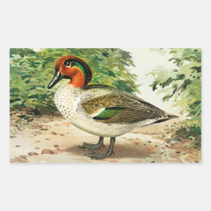 Green-winged teal rectangular sticker