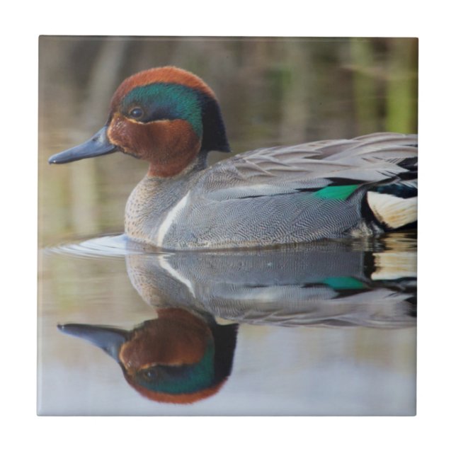 Green-winged Teal Tile (Front)