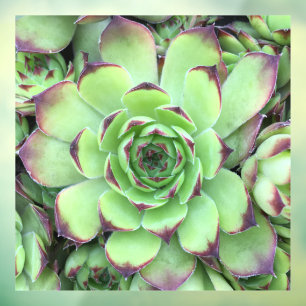 Green with Purple Tips Succulent Close-Up Photo