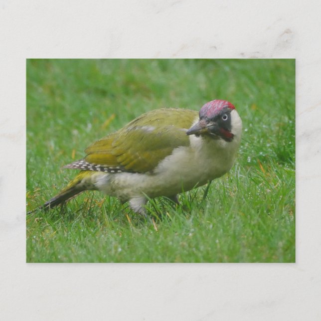 Green Woodpecker Postcard (Front)