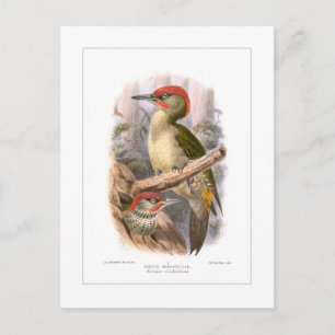 Green woodpecker postcard