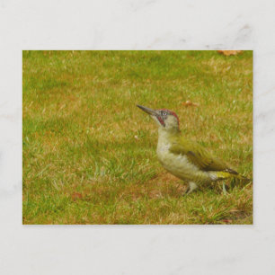 Green Woodpecker Postcard