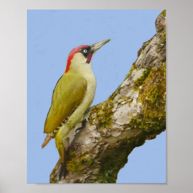 Green Woodpecker Poster (Front)