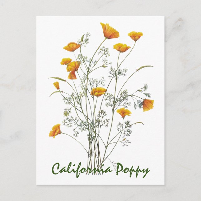 Green Yellow California Poppy Watercolor Painting  Postcard (Front)