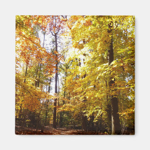 Greenbelt Park in Fall II Maryland Nature Scene Magnet