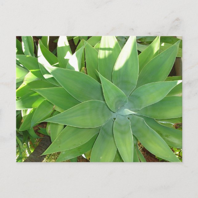 Greenery Postcard (Front)