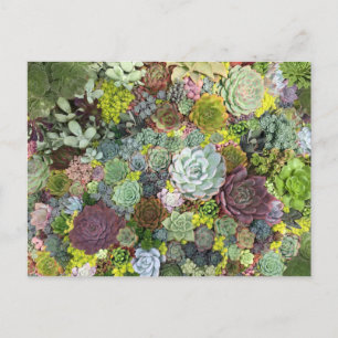 Greenery Succulents Postcard