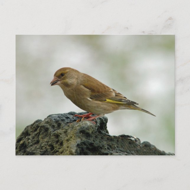 Greenfinch postcard (Front)