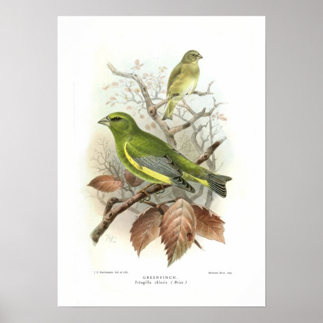 Greenfinch Poster (Front)