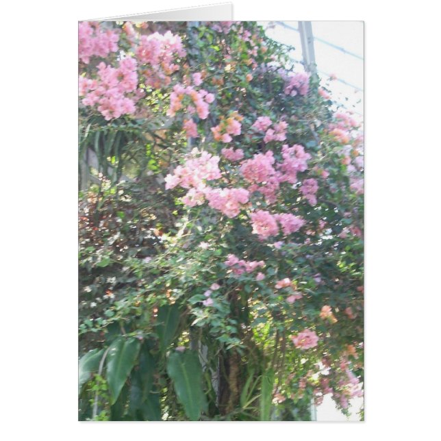 Greenhouse Flowers Eight (Front)