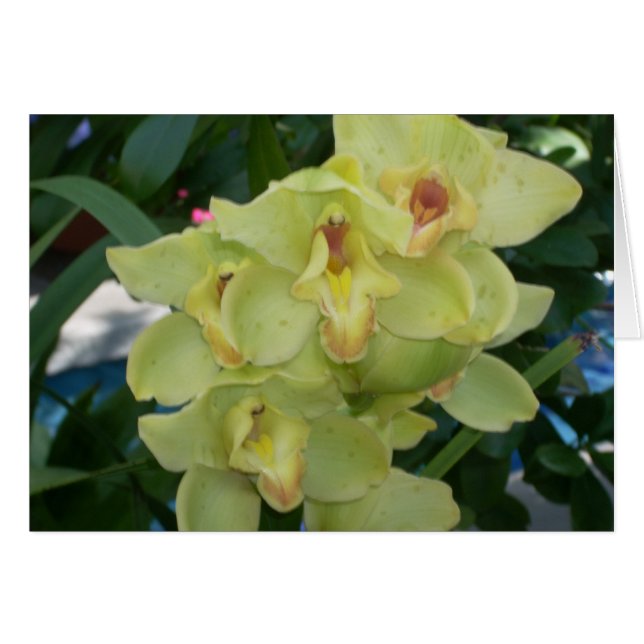 Greenhouse Flowers Four (Front Horizontal)