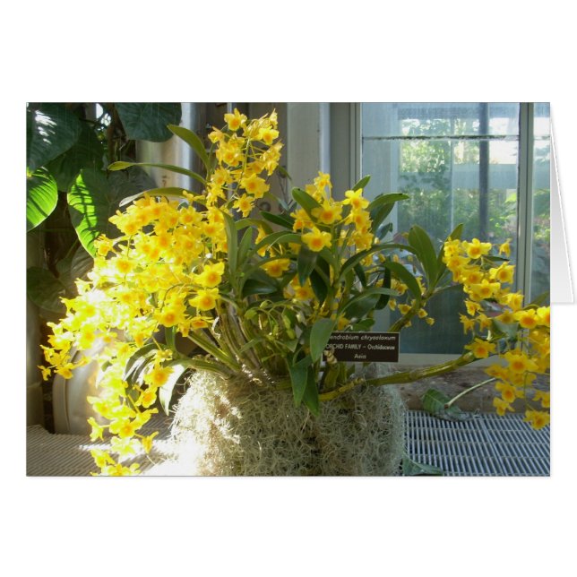 Greenhouse Flowers Two (Front Horizontal)