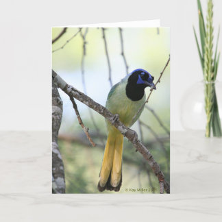 Greenjay-2 Card