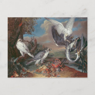 Greenland Cyr Falcons Postcard