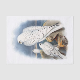Greenland Falcon, Decoupage Tissue Paper