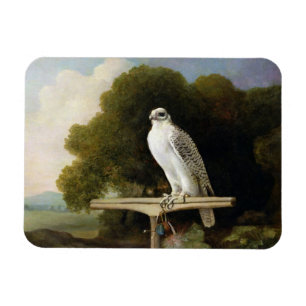 Greenland Falcon (Grey Falcon), 1780 (oil on panel Magnet