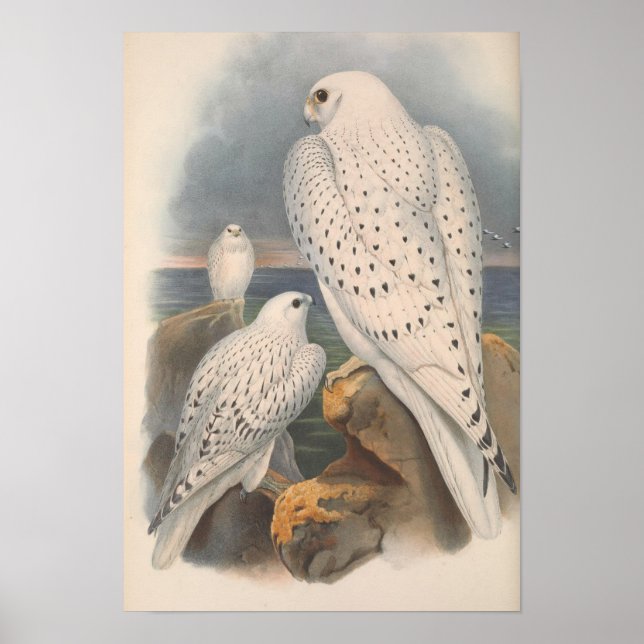 Greenland Falcon Light Race Bird Poster (Front)