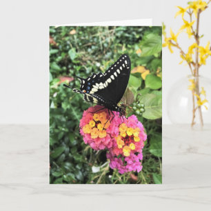 Greeting Card - Black Swallowtail on Lantana