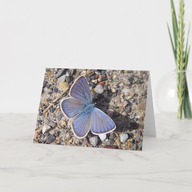 Greeting card blue butterfly (Bläuling), in blank (Front)