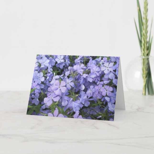 Greeting Card - Blue Phlox I (Front)