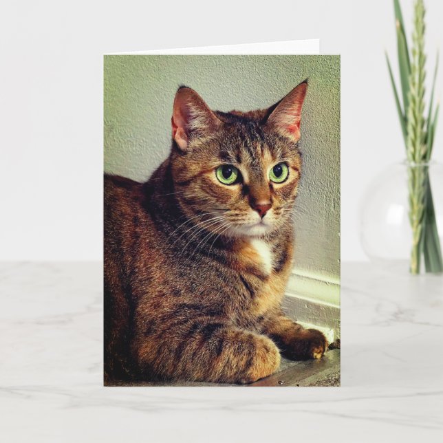 Greeting Card Brown Tabby Cat (Front)