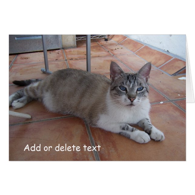 Greeting Card Cat Photography (Front Horizontal)