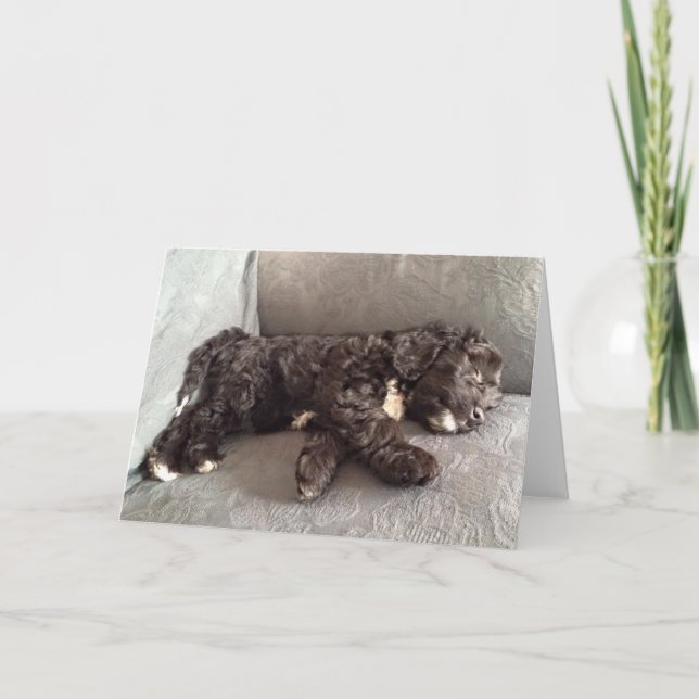 Greeting Card - Cockapoo Puppy (Front)