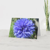 Greeting Card - Cornflower Blue Bachelor's Button