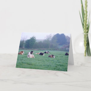 Greeting Card - Cows In Colour